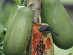 Palm Tanager    Thraupis palmarum